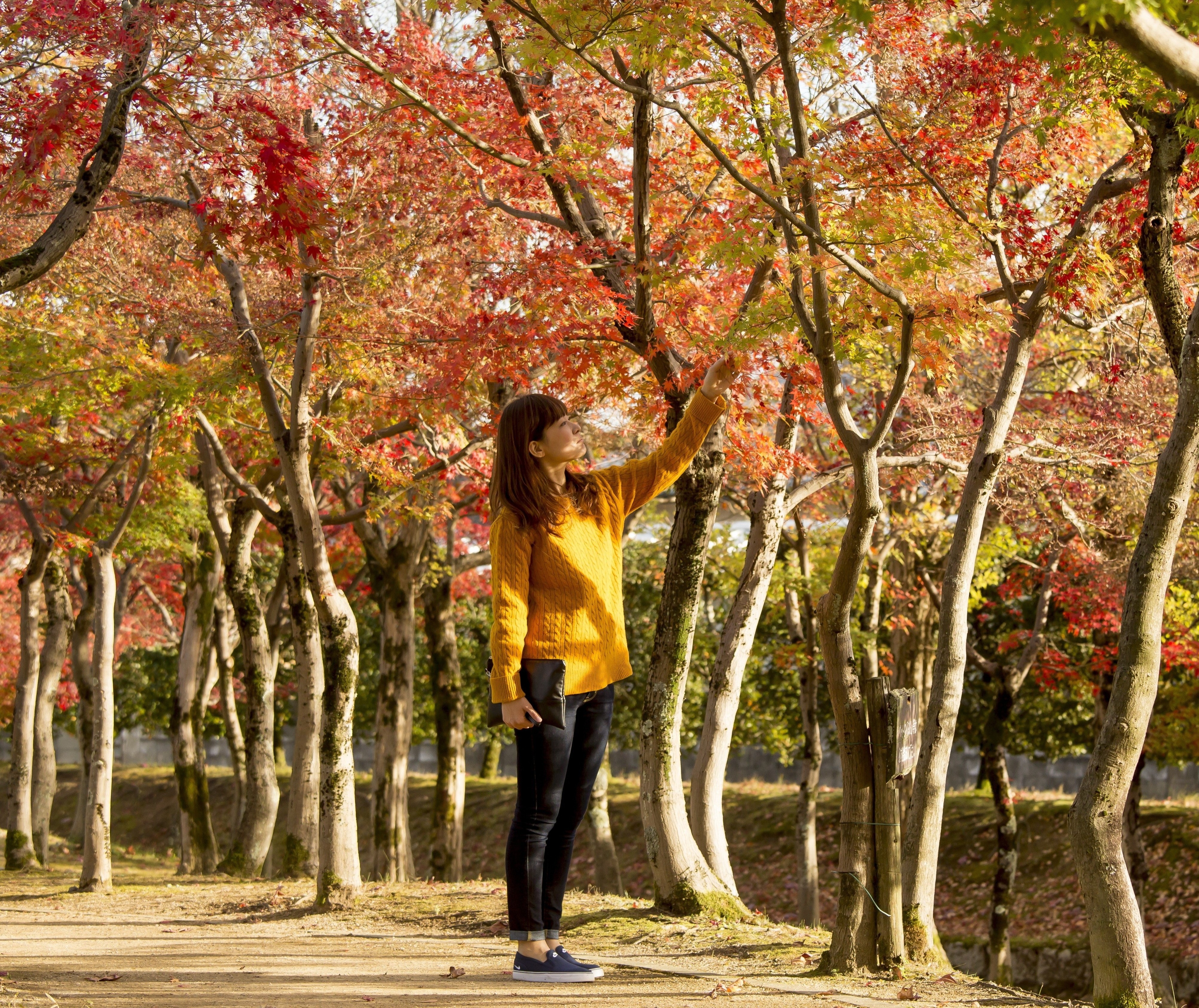 紅葉