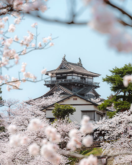 画像：丸岡城のソメイヨシノ
